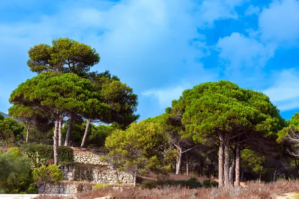 西班牙加泰罗尼亚Costa Brava海岸的松树 图库图片