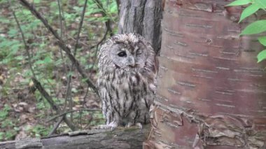 Tawny baykuşu ormanın derinliklerinde kırık bir ağacın gövdesinde oturuyor.