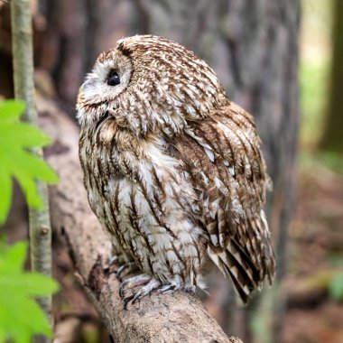 Ormanın derinliklerinde Tawny baykuşu (Strix aluco)