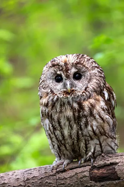 stock image Tawny owl in the deep forest (Strix aluco)