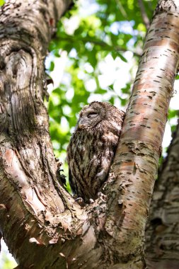 Ormanın derinliklerinde Tawny baykuşu (Strix aluco)