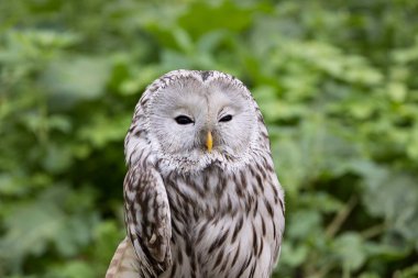 Yaz ormanında Ural baykuşu (Strix uralensis)