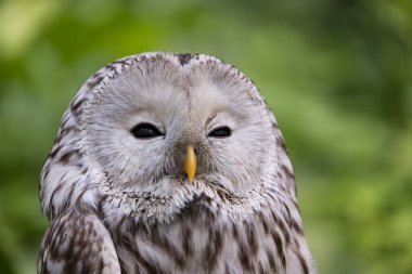 Yaz ormanında Ural baykuşu (Strix uralensis)