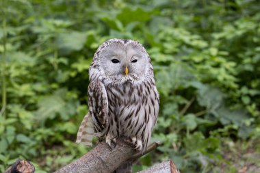 Yaz ormanında Ural baykuşu (Strix uralensis)