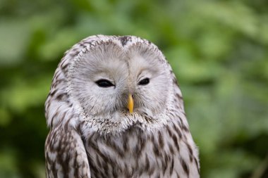 Yaz ormanında Ural baykuşu (Strix uralensis)