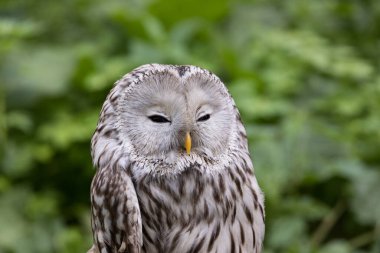 Yaz ormanında Ural baykuşu (Strix uralensis)