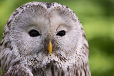 Yaz ormanında Ural baykuşu (Strix uralensis)