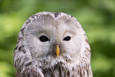 Yaz ormanında Ural baykuşu (Strix uralensis)