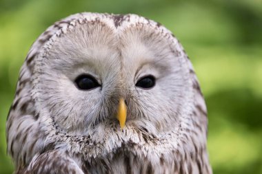 Yaz ormanında Ural baykuşu (Strix uralensis)