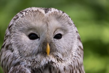 Yaz ormanında Ural baykuşu (Strix uralensis)