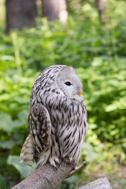 Yaz ormanında Ural baykuşu (Strix uralensis)