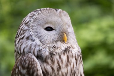 Yaz ormanında Ural baykuşu (Strix uralensis)