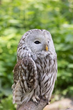 Ural owl in summer forest (Strix uralensis) clipart