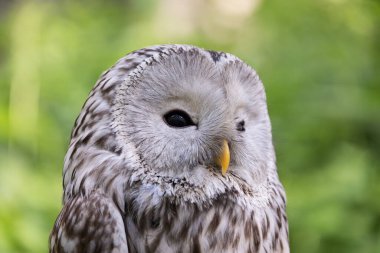 Yaz ormanında Ural baykuşu (Strix uralensis)