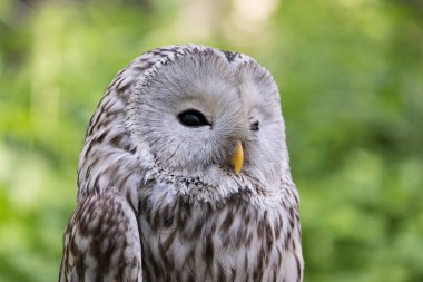 Ural owl in summer forest (Strix uralensis) clipart