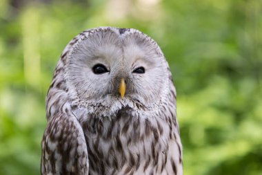 Yaz ormanında Ural baykuşu (Strix uralensis)