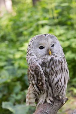 Yaz ormanında Ural baykuşu (Strix uralensis)