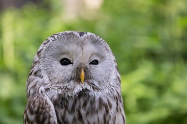 Yaz ormanında Ural baykuşu (Strix uralensis)