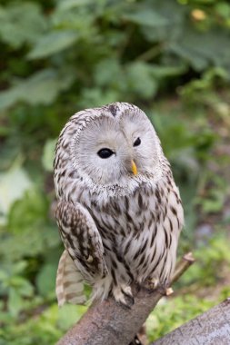 Yaz ormanında Ural baykuşu (Strix uralensis)