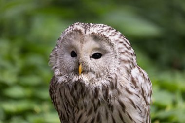 Yaz ormanında Ural baykuşu (Strix uralensis)