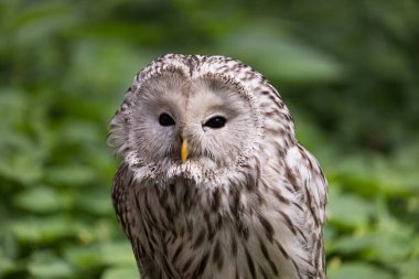 Yaz ormanında Ural baykuşu (Strix uralensis)