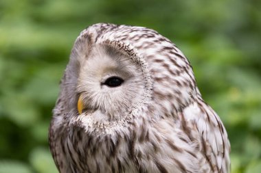 Yaz ormanında Ural baykuşu (Strix uralensis)