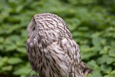 Yaz ormanında Ural baykuşu (Strix uralensis)