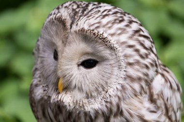 Yaz ormanında Ural baykuşu (Strix uralensis)