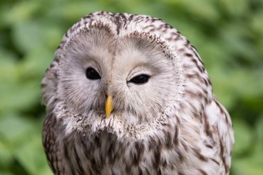 Yaz ormanında Ural baykuşu (Strix uralensis)