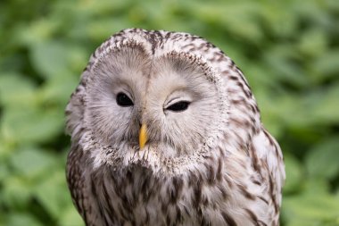 Yaz ormanında Ural baykuşu (Strix uralensis)