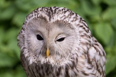 Yaz ormanında Ural baykuşu (Strix uralensis)