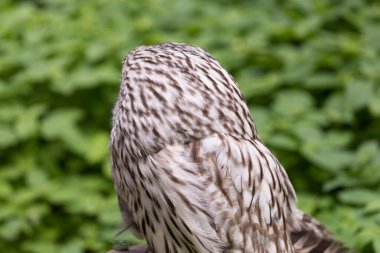 Yaz ormanında Ural baykuşu (Strix uralensis)