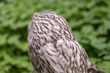 Yaz ormanında Ural baykuşu (Strix uralensis)