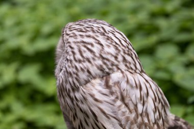 Yaz ormanında Ural baykuşu (Strix uralensis)