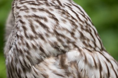 Yaz ormanında Ural baykuşu (Strix uralensis)