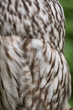 Yaz ormanında Ural baykuşu (Strix uralensis)