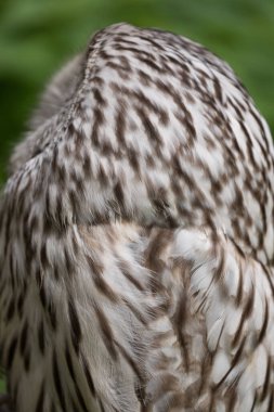 Yaz ormanında Ural baykuşu (Strix uralensis)