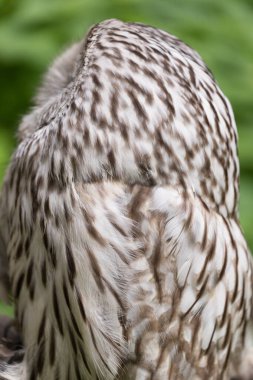 Yaz ormanında Ural baykuşu (Strix uralensis)