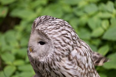 Yaz ormanında Ural baykuşu (Strix uralensis)