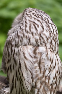 Yaz ormanında Ural baykuşu (Strix uralensis)