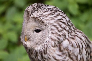 Ural owl in summer forest (Strix uralensis) clipart