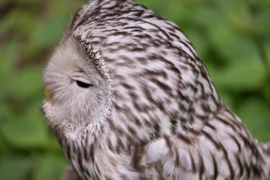 Yaz ormanında Ural baykuşu (Strix uralensis)