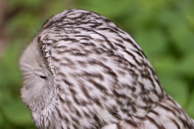 Yaz ormanında Ural baykuşu (Strix uralensis)