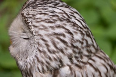 Yaz ormanında Ural baykuşu (Strix uralensis)