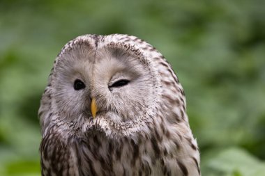 Yaz ormanında Ural baykuşu (Strix uralensis)