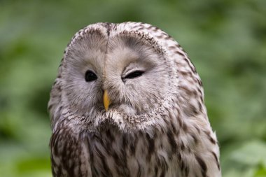 Yaz ormanında Ural baykuşu (Strix uralensis)