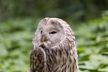 Yaz ormanında Ural baykuşu (Strix uralensis)