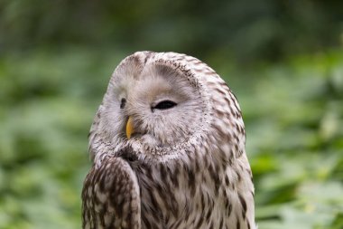 Yaz ormanında Ural baykuşu (Strix uralensis)