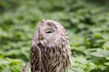 Yaz ormanında Ural baykuşu (Strix uralensis)