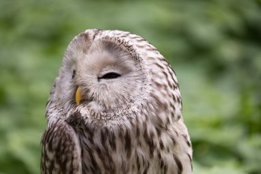 Yaz ormanında Ural baykuşu (Strix uralensis)